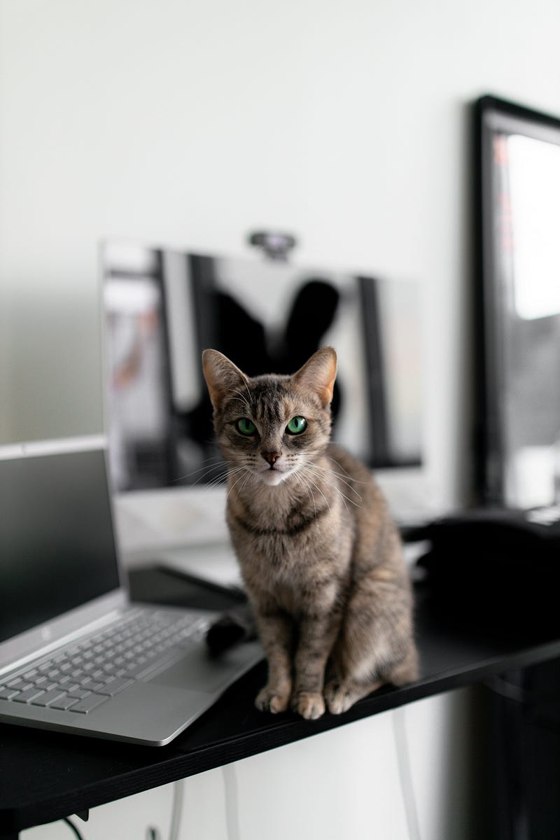 Cat sitting next to a laptop computer